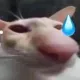 :cat_kobiknoij: